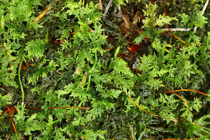 Thuidium delicatulum